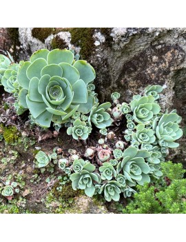 Greenovia dodrantalis ou Aeonium dodrantale.