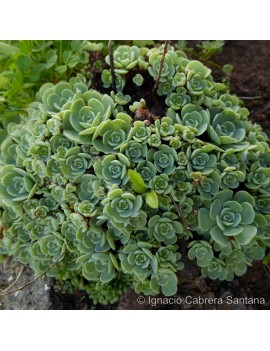 Greenovia dodrantalis ou Aeonium dodrantale.