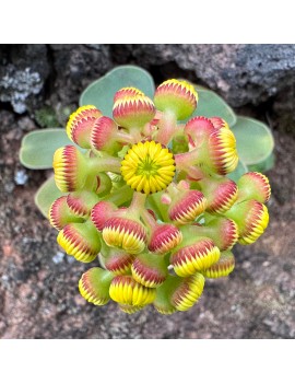 Greenovia diplocycla ou Aeonium diplocyclum