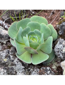 Greenovia diplocycla ou Aeonium diplocyclum