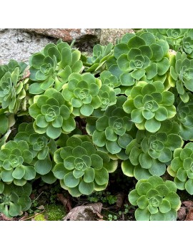 Aeonium goochiae var. giganteum