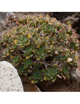 Aeonium lancerottense