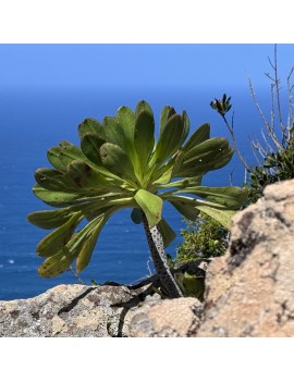 Aeonium liui