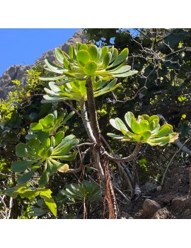 Aeonium liui