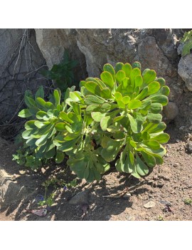 Aeonium liui