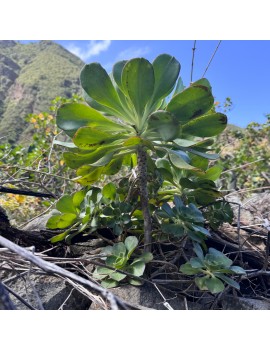Aeonium liui