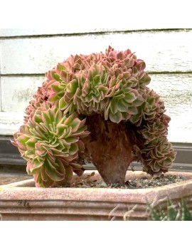 Aeonium 'Pink Witch Crested'