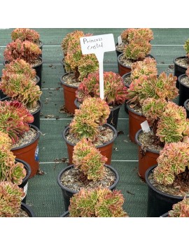 Aeonium 'Princess Crested'