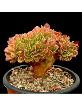 Aeonium 'Princess Crested'