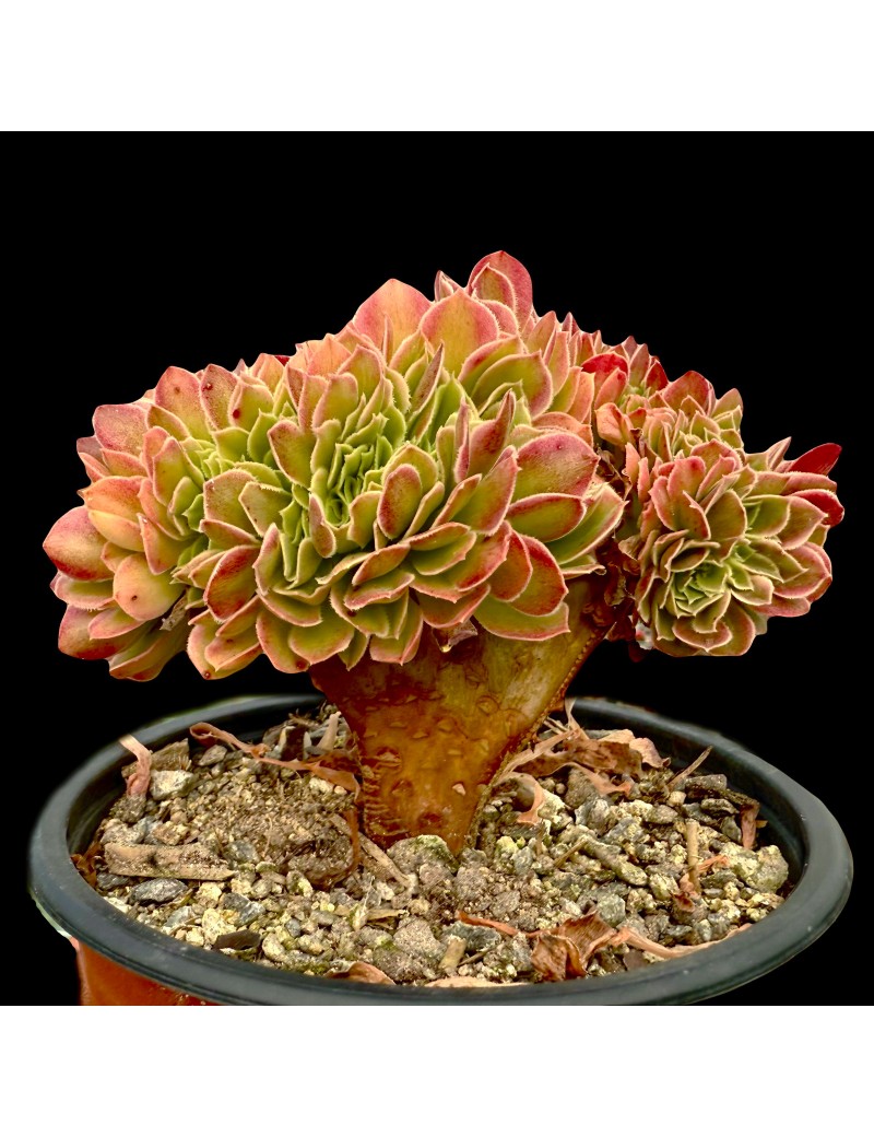 Aeonium 'Princess Crested' Aeonium 'Princess Crested'