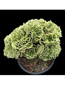 Aeonium 'Green Medusa Crested'