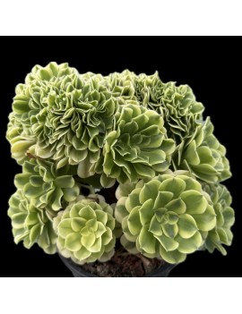 Aeonium 'Green Medusa Crested'