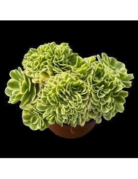 Aeonium 'Green Medusa Crested'