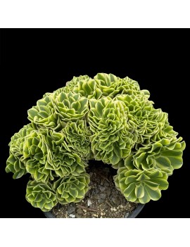 Aeonium 'Green Medusa Crested'