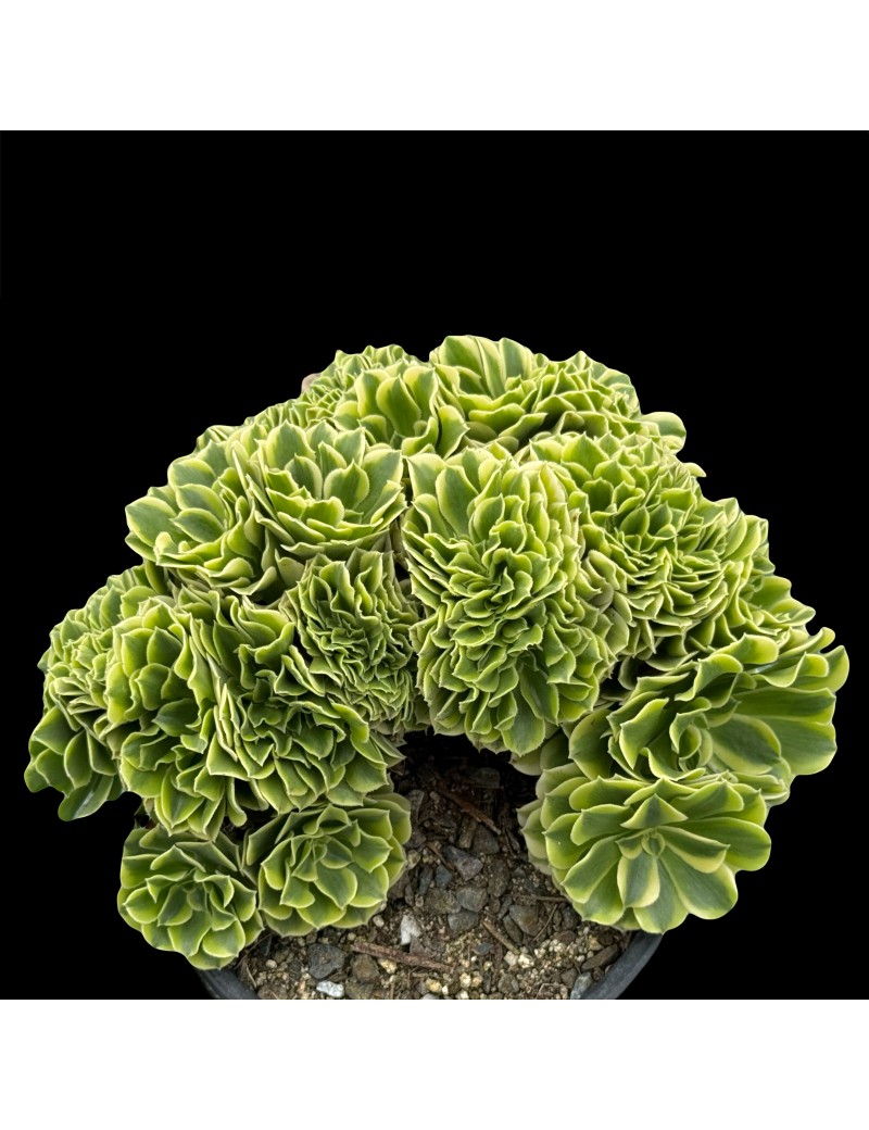 Aeonium 'Green Medusa Crested'