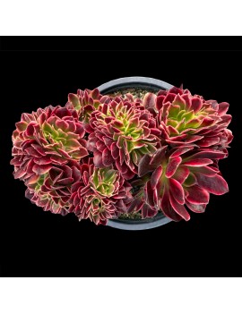 Aeonium 'Superbang Crested'