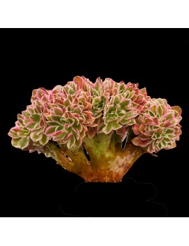 Aeonium 'Pink Witch Crested'