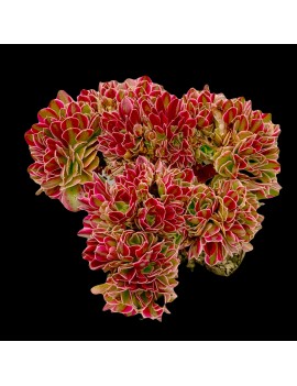 Aeonium 'Pink Witch Crested'