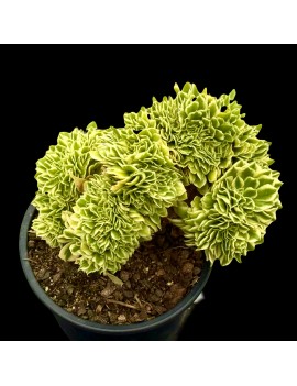 Aeonium 'Green Medusa Crested'
