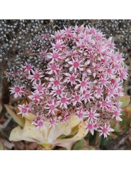 Aeonium lancerottense