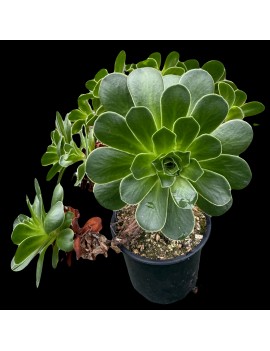 x Greenonium voggenreiteri