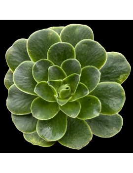 x Greenonium voggenreiteri