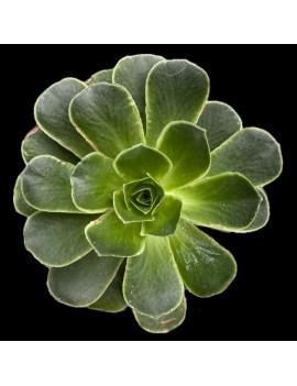 x Greenonium voggenreiteri