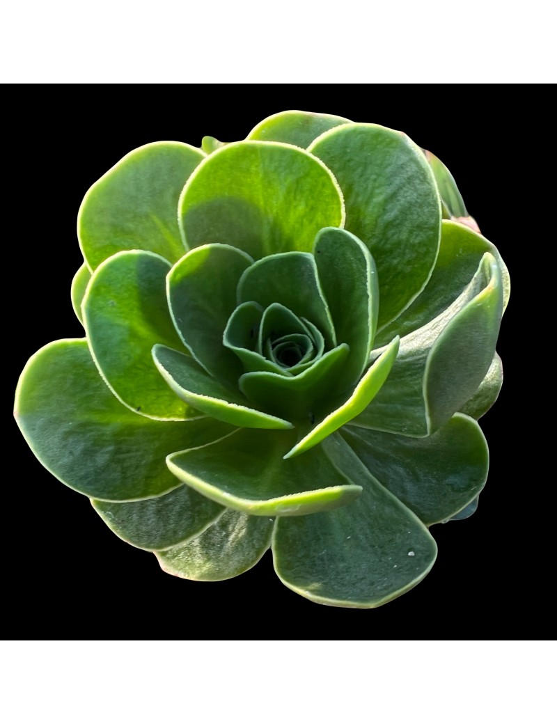 x Greenonium voggenreiteri