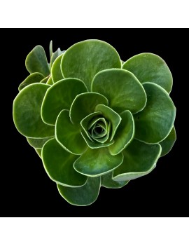 x Greenonium voggenreiteri