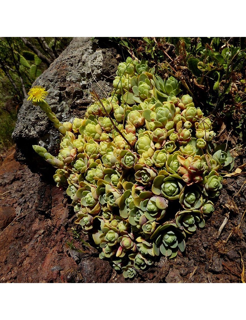 Aeonium dodrantale, greenovia dodrantalis Aeonium dodrantale, greenovia dodrantalis