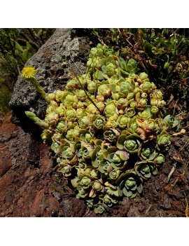 Greenovia dodrantalis ou Aeonium dodrantale.