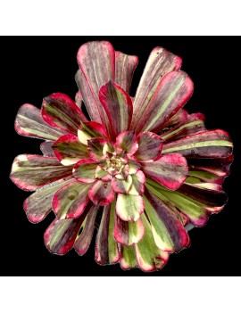 Aeonium 'Straight Flush'