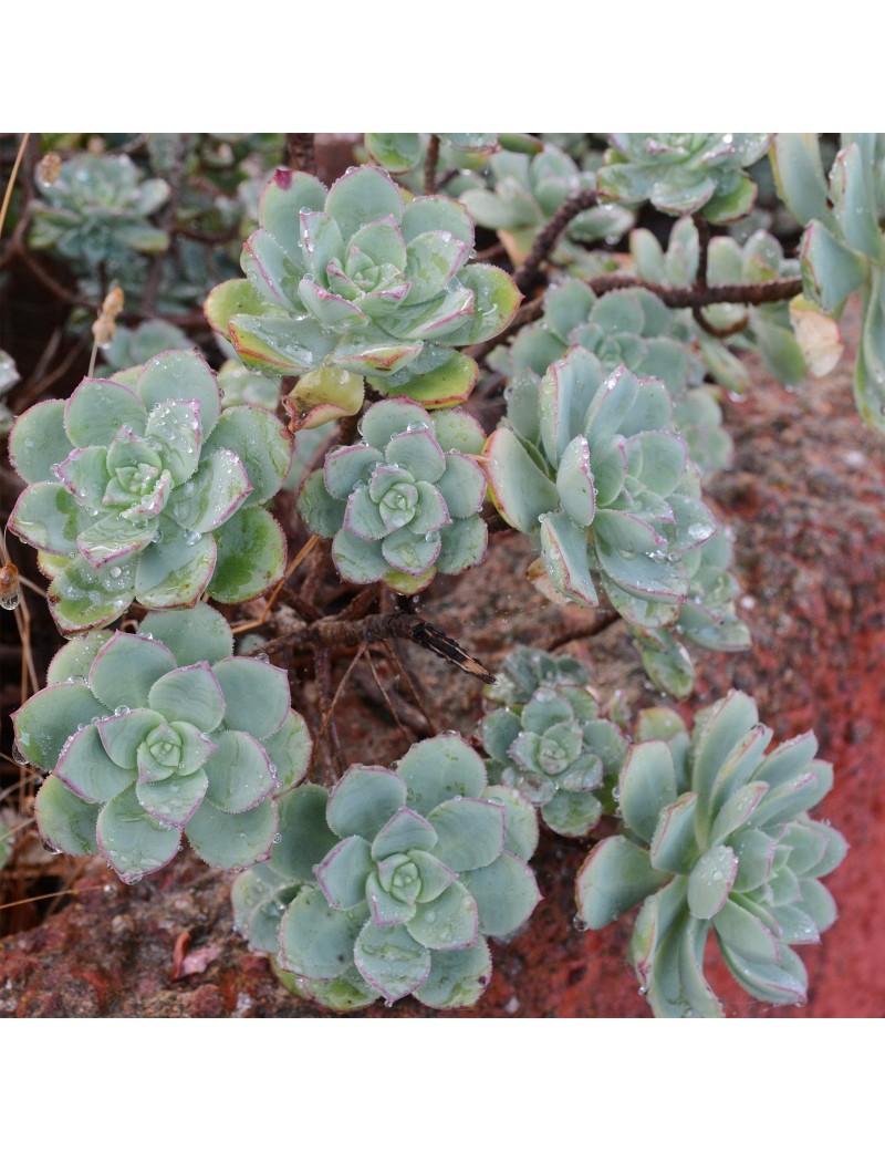Aeonium haworthii Aeonium haworthii