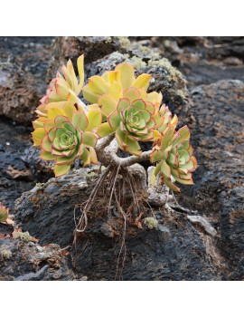 Aeonium lancerottense