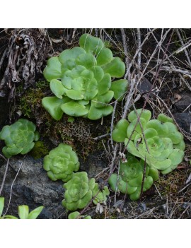 Aeonium subplanum