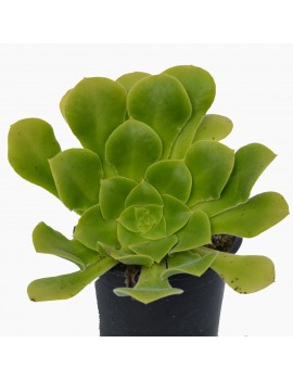 Aeonium subplanum