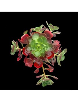 Aeonium goochiae x spathulatum