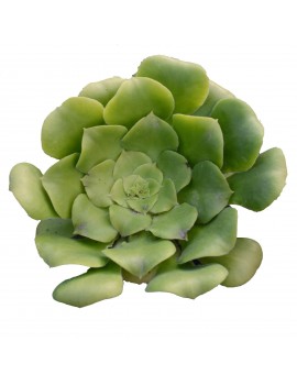 Aeonium subplanum