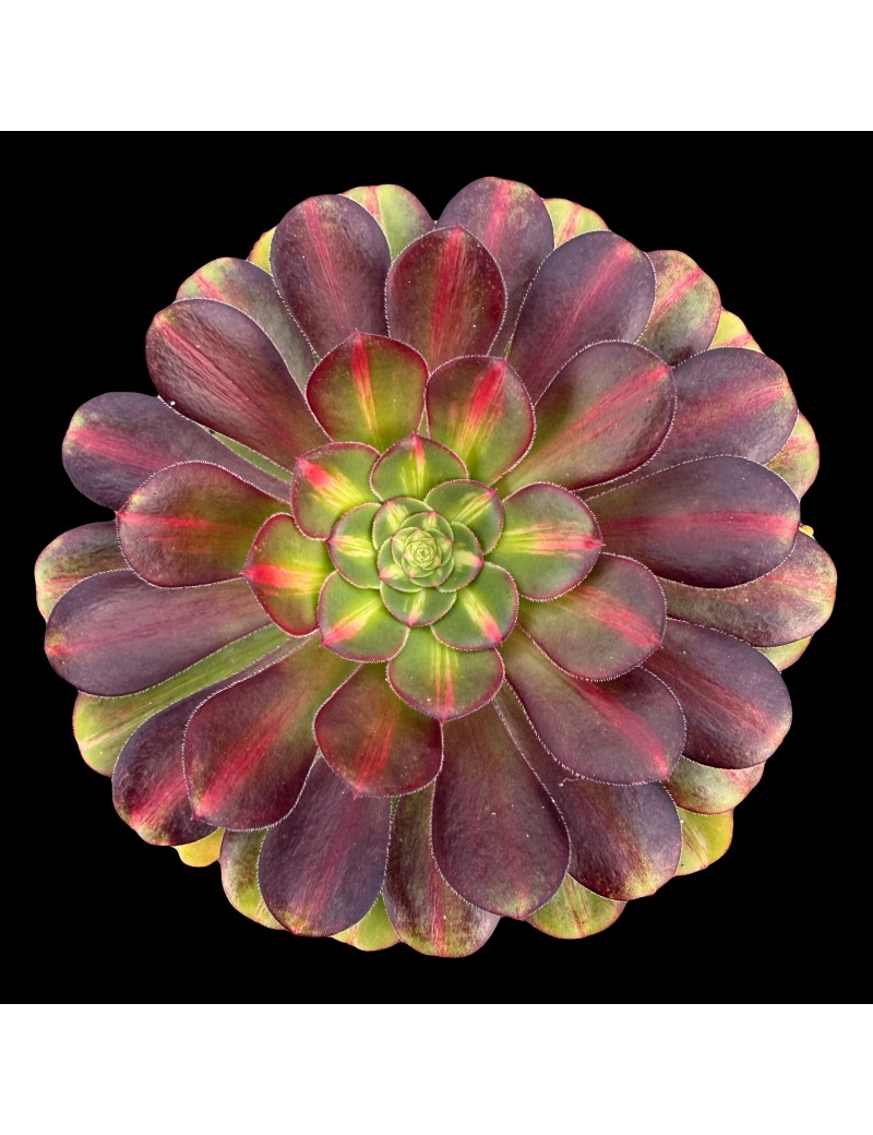 Aeonium 'Sunset Glow' ou 'Chanel Middle'
