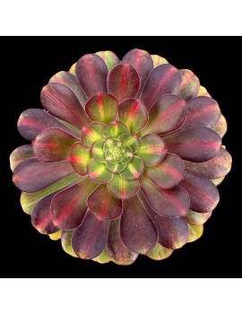 Aeonium 'Sunset Glow' ou 'Chanel Middle'