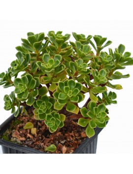 Aeonium spathulatum