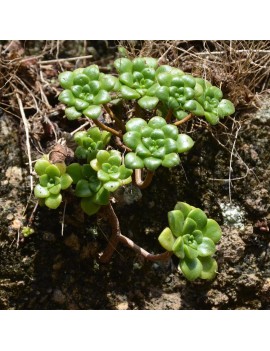 Aeonium lindleyi