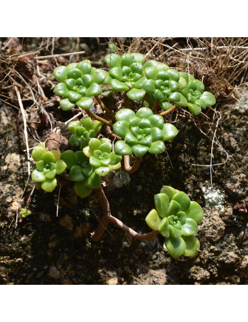 Aeonium lindleyi Aeonium lindleyi