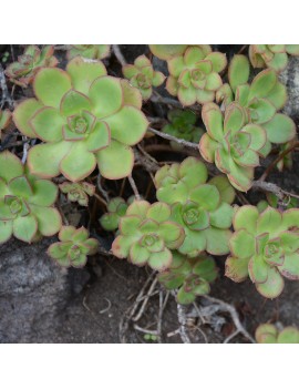 Aeonium volkeri