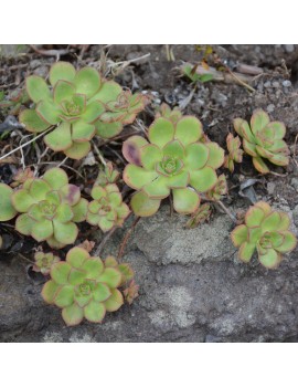 Aeonium volkeri