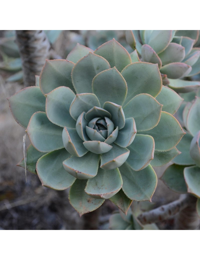 Aeonium percarneum Aeonium percarneum