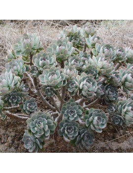 Aeonium percarneum