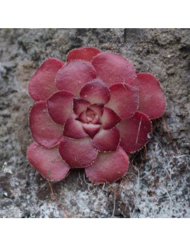 Aeonium glandulosum