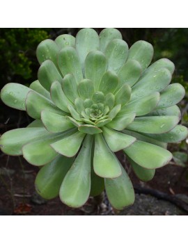 Aeonium urbicum var. urbicum