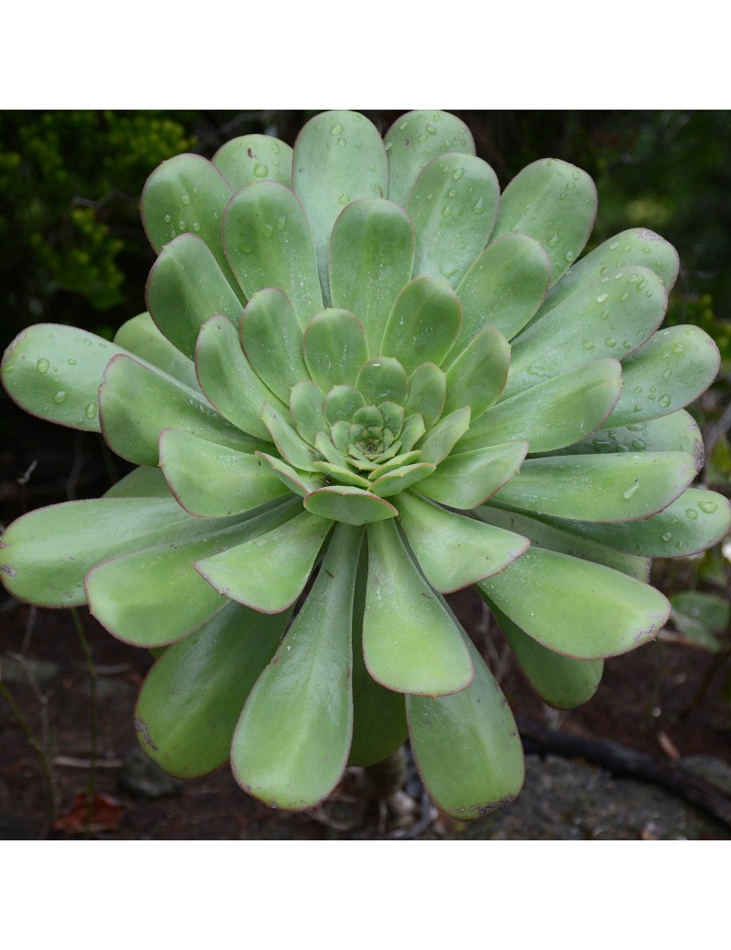 Aeonium urbicum Aeonium urbicum